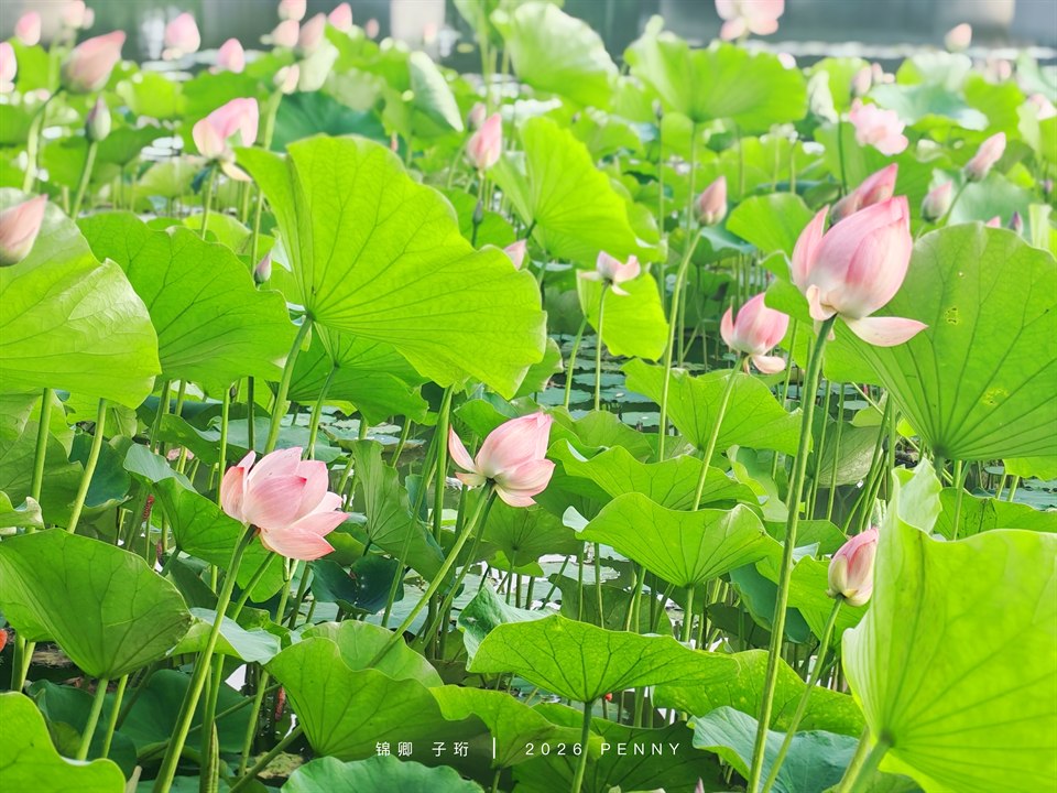 《校园一隅》· 泽
