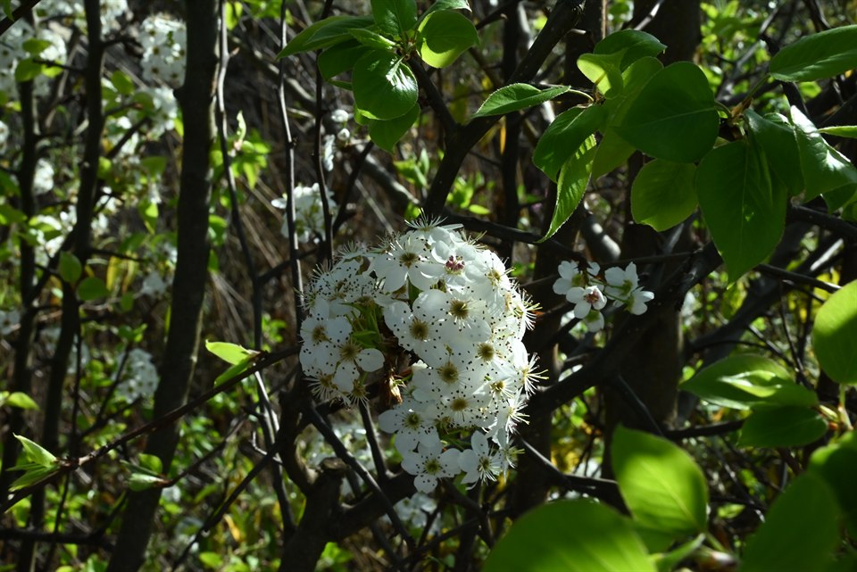 梨花、樱花、银荆花与油菜花（阳光下这些花都很漂亮，有春天的气息）