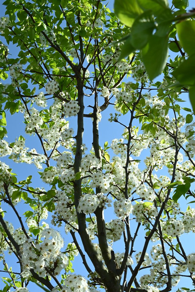 梨花、樱花、银荆花与油菜花（阳光下这些花都很漂亮，有春天的气息）