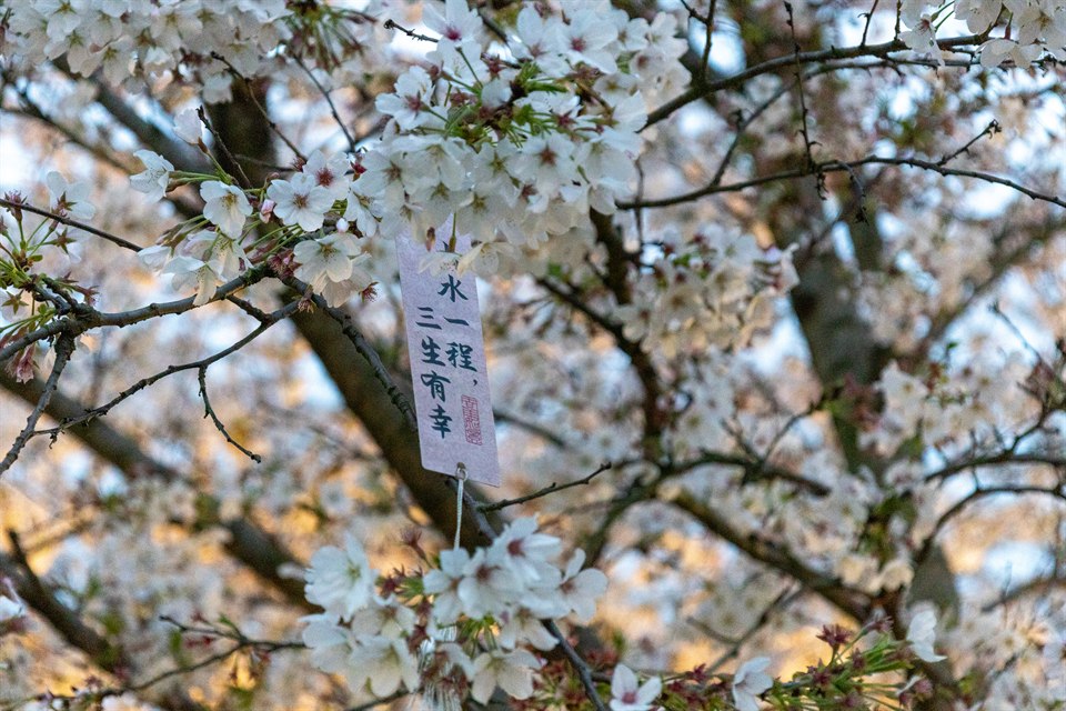 《樱花飘落的速度是每秒5厘米》· 卡乐C